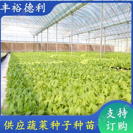 四季小白菜种子种苗 叶片光亮 耐储运 品种多 产量高