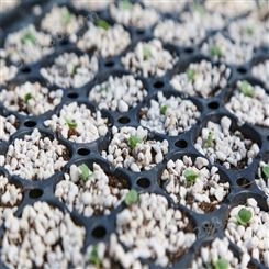 四季丝瓜种子种苗 轻型基质育苗 植株旺盛 产量较高